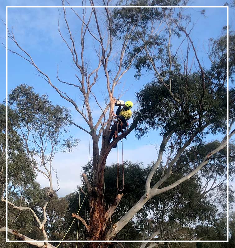 man-clipping-tree